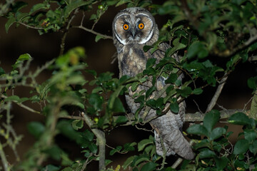 A long eared owl (Asio otus)