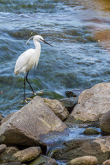 A little egret (Egretta garzetta) in the river
