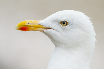 A herring gull (Larus argentatus)