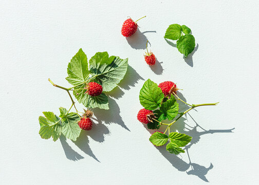 Fresh-picked raspberries with stems and leaves