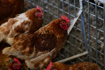 Gallus gallus domesticus or home egg laying hen