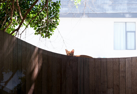 Secretly observing the kitten in the yard, on the wall of the outdoor yard