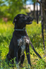 black dog with hanging ears, mongrel
