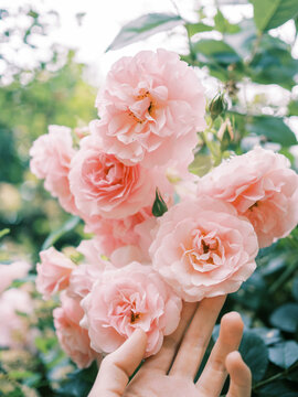 garden rose 