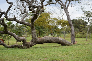 árvore tombada no Cerrado