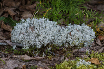 Cladonia stellaris or the star-tipped cup lichen