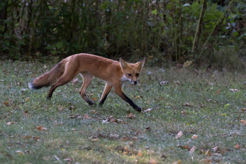 Cute young red fox in autumn