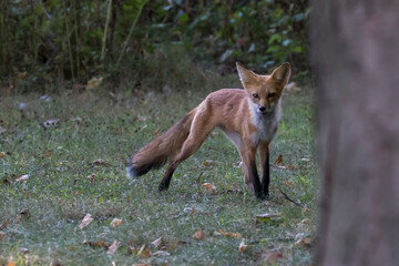 Naklejka na ściany i meble Cute young red fox in autumn
