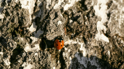 Ladybug sitting on a flower leaf warm spring day on a leaf insect beetle. Macro of seven spot ladybug Coccinella septempunctata .