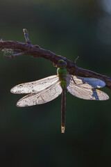 Green darner or common green darner(Anax junius) female in morning dew