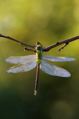 Green darner or common green darner(Anax junius) female in morning dew