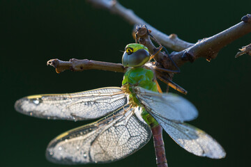 Green darner or common green darner(Anax junius) female in morning dew