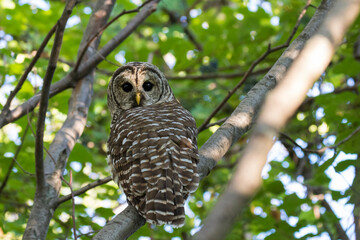  barred owl (Strix varia) in summer - obrazy, fototapety, plakaty