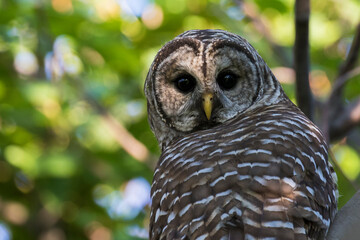  barred owl (Strix varia) in summer