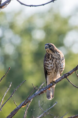  broad-winged hawk (Buteo platypterus) 