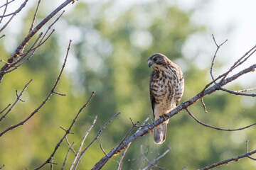  broad-winged hawk (Buteo platypterus) 