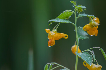 Impatiens capensis, the orange jewelweed, common jewelweed, spotted jewelweed, jewelweed or orange...