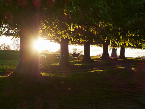 Sheep walking between beach trees at sunset.