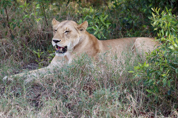 Lioness