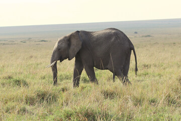 elephants in the savannah