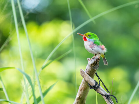 Small Cuban tody perched on a branch