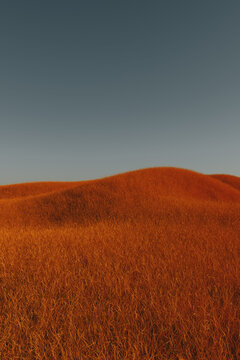 Orange grass meadow