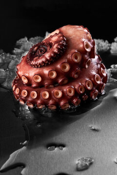 Coiled tentacle of octopus on table