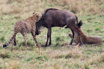 cheetah at hunt