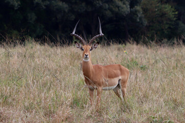 impala in the savannah