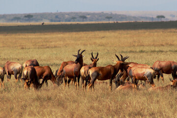 Fototapeta premium topies