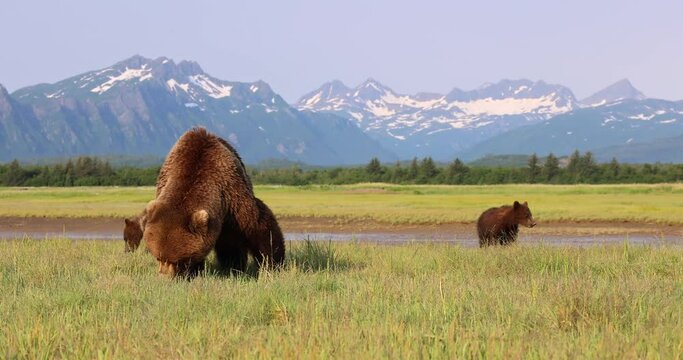 A brown bear sow and her cubs graze on grass in Katmai, Alaska.