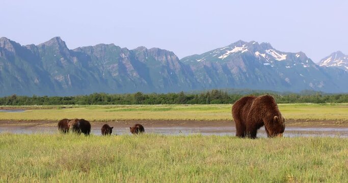 A brown bear sow and her cubs graze on grass in Katmai, Alaska.