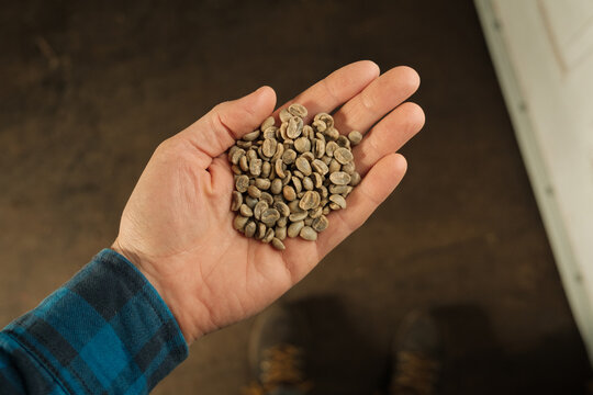 Holding green coffee beans