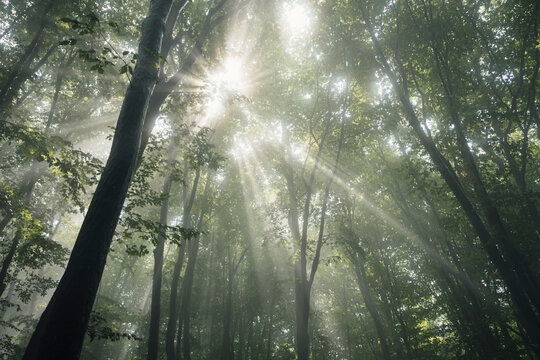 Sun rays in enchanted foggy forest