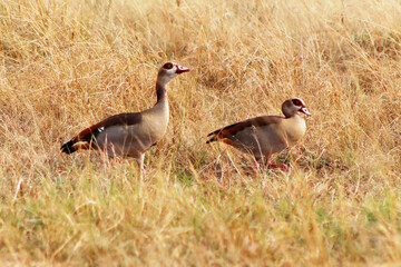 Egyptian goose in the grass