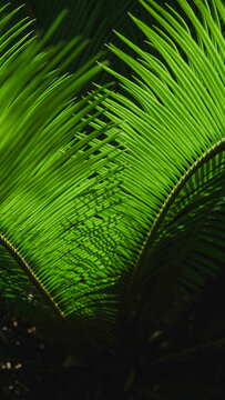 Cycad leaves