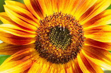 colorfull sunflower closeup