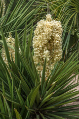Obraz premium Blooming Yucca gloriosa in the landscape park