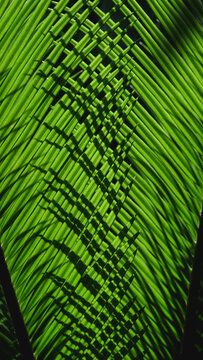 Cycad leaves