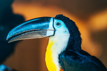 Toucan bird with big black nose or beak, close up.