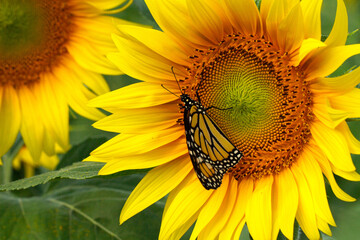 Monarch Butterfly Pollinating a Sunflower