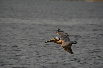 Brown Pelican over the Gulf of Mexico