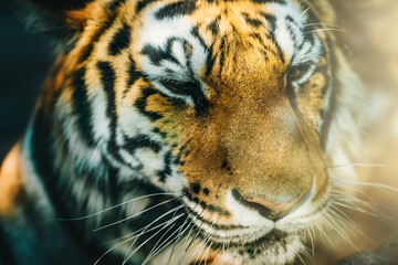 Tiger head or face in sunlight. Beautiful animal wildcat.
