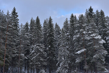 spruce tops covered with snow