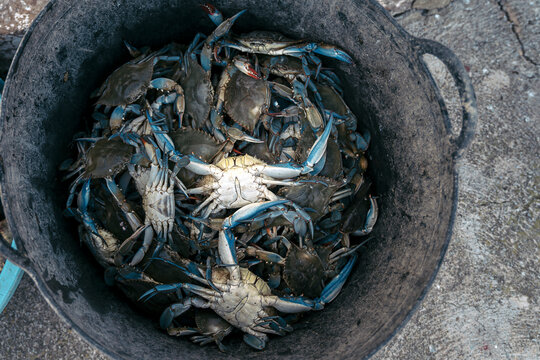 Close-up of blue crabs trapped in a metal container