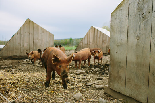 Pigs and Farm Shelters