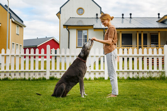 Cheerful owner feeding Great Dane with treat backyard