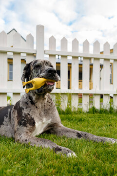 Young Great Dane dog lying in grassy backyard