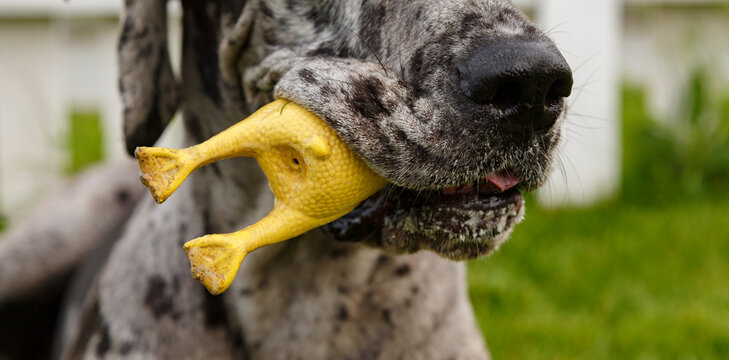 Cute dog playing with squeaky toy in park