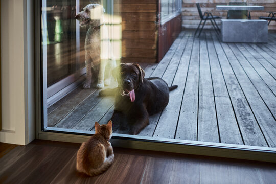 Small kitten inside looking out to dogs outside